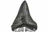 Fossil Megalodon Tooth - South Carolina #165410-1